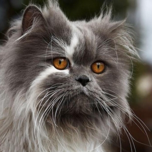 Le chat persan en 67 photos qui vous feront aimer cette race de chats