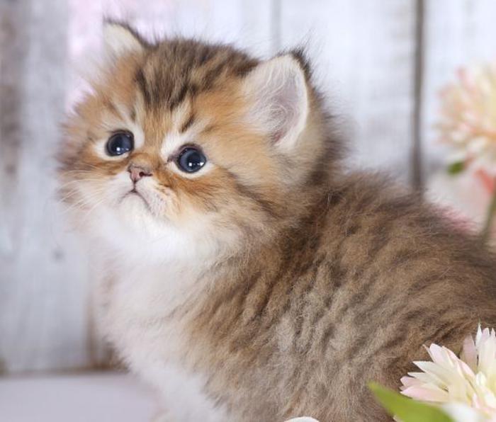 chat-persan-bébé-chaton-très-mignon
