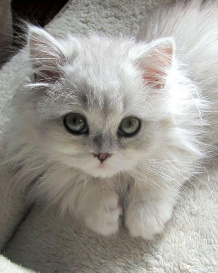 chat-persan-bébé-chinchilla-blanc