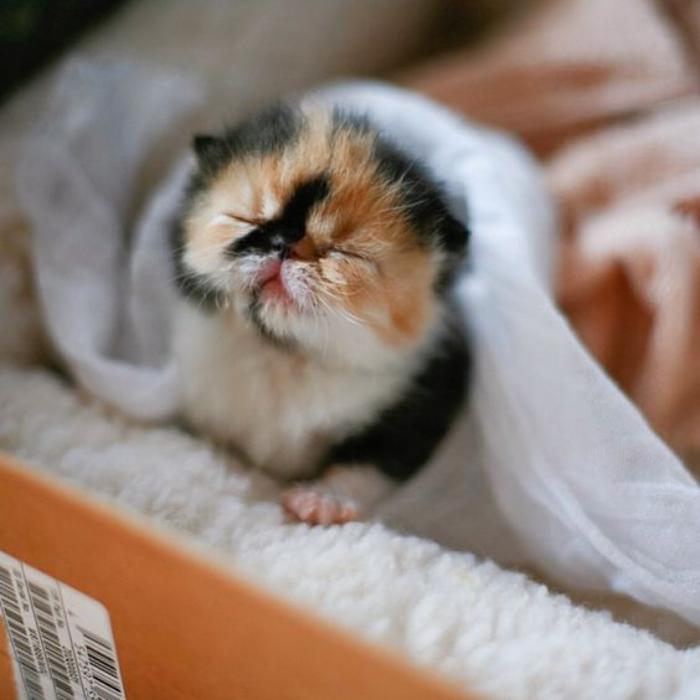 chat-persan-bébé-persan-tricolore-blanc-roux-et-noir