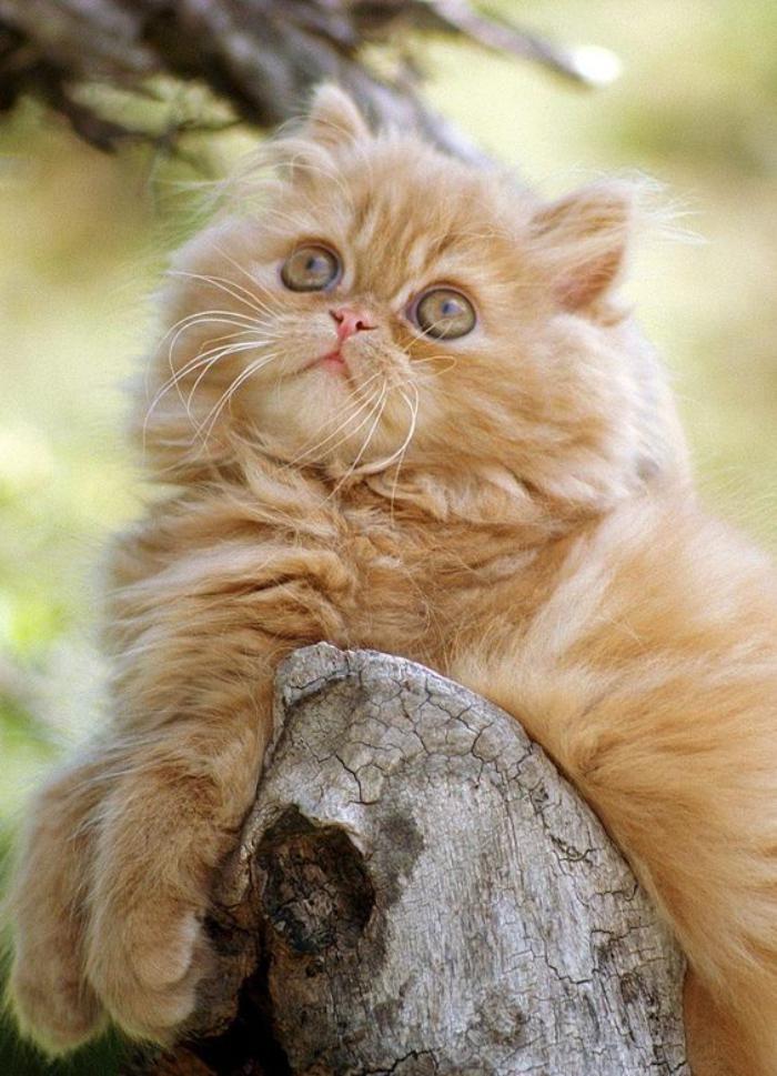 chat-persan-chat-roux-à-long-poil