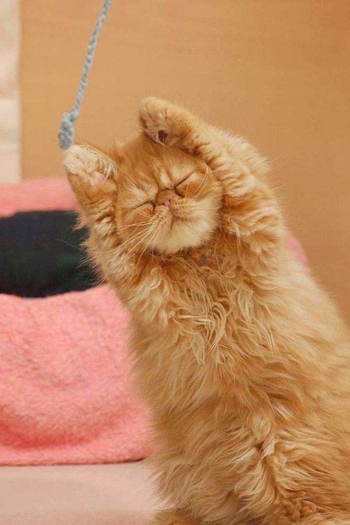 chat-persan-chat-à-poil-long-qui-fait-de-la-gymnastique