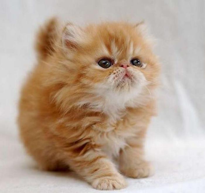 chat-persan-chaton-roux-à-long-poil-très-doux