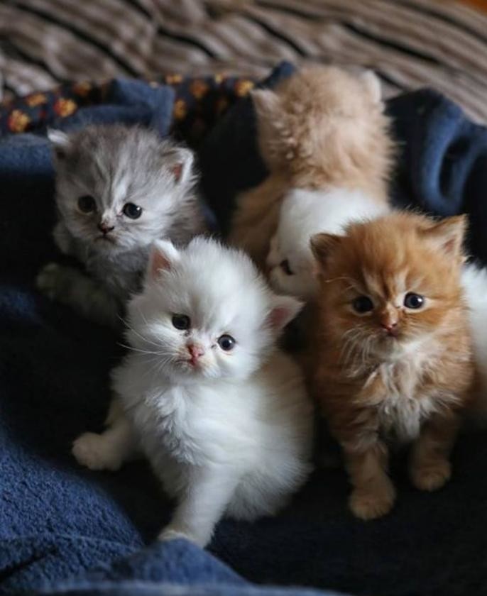 chat-persan-chatons-adorables-à-quelques-semaines