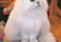 Le chat persan en 67 photos qui vous feront aimer cette race de chats