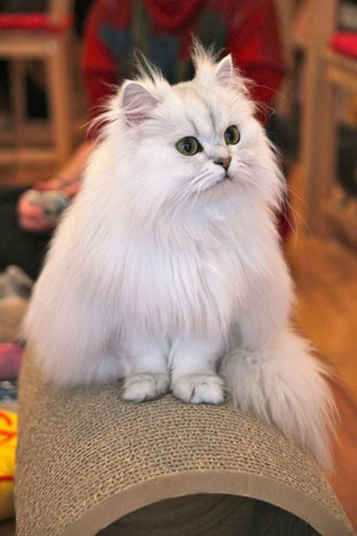 chat-persan-chinchilla-chat-couleur-d'argent-très-joli