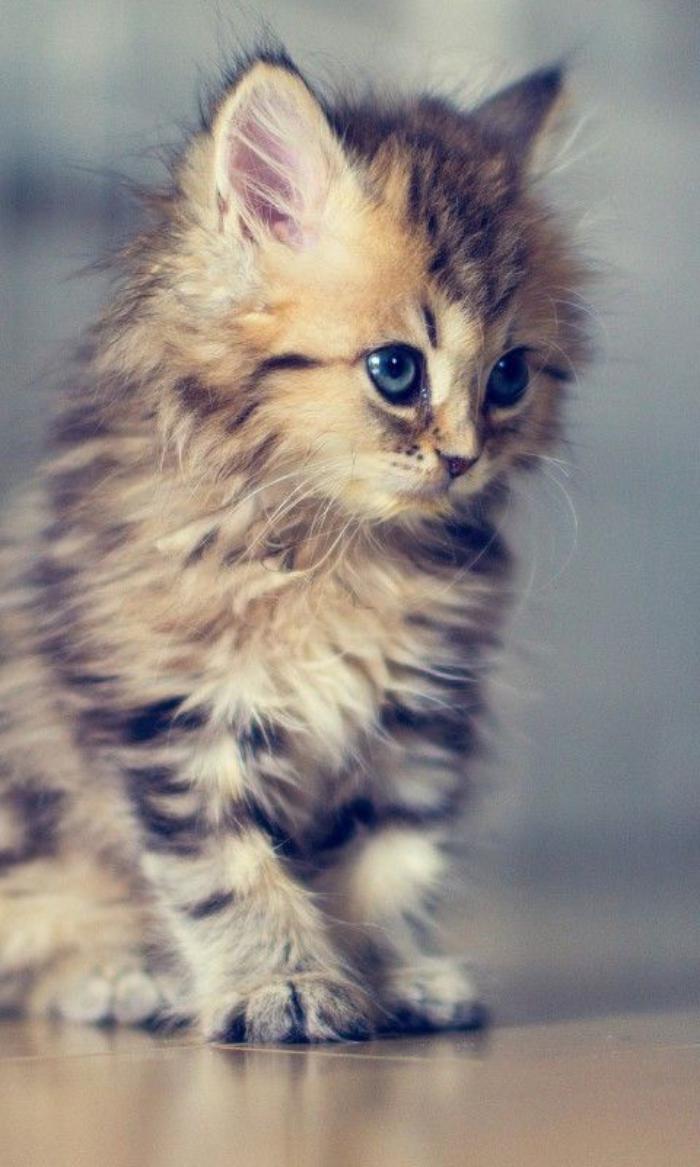 chat-persan-croisement-de-chat-persan-un-petit-chaton-très-joli
