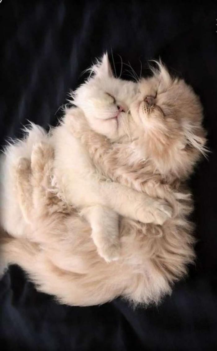 chat-persan-deux-chats-persans-qui-s'aiment