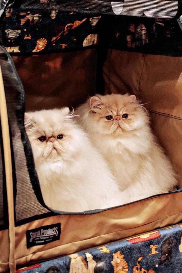 chat-persan-deux-jolis-chats-persans-prêts-à-voyager