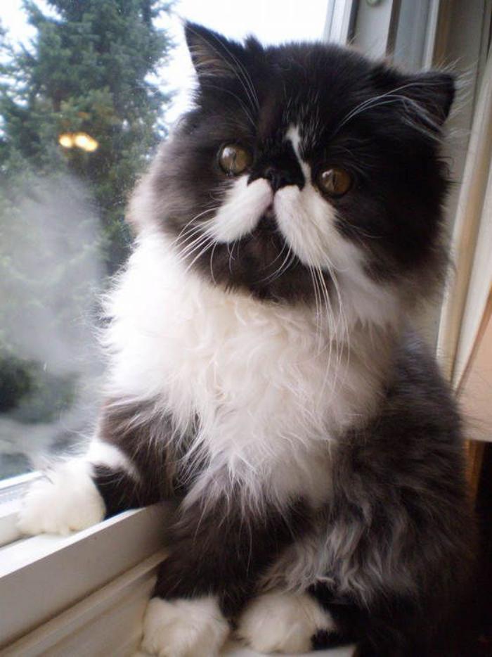 chat-persan-en-noir-et-blanc-un-persan-typique-sur-le-rebord-de-la-fenêtre
