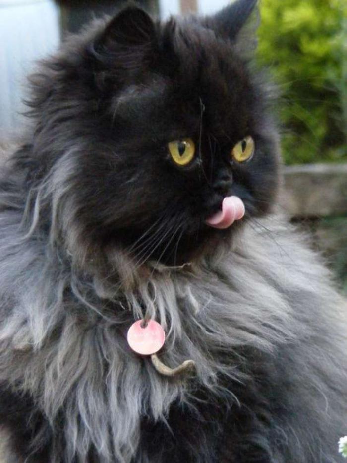 chat-persan-noir-très-joli-et-à-très-long-poil