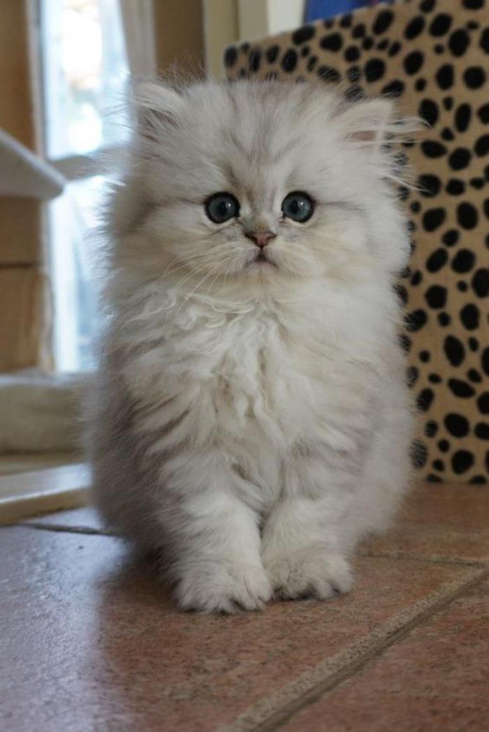 chat-persan-petit-chat-blanc-qui-a-l'air-mignon