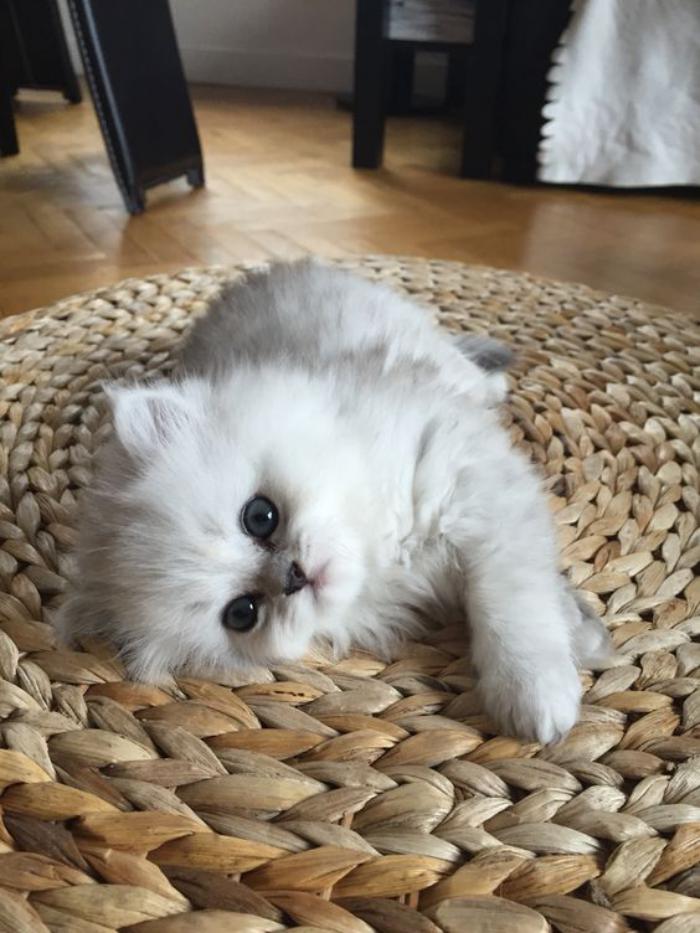 chat-persan-petit-chaton-blanc-super-sympathique