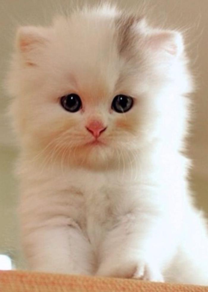chat-persan-petite-boule-mignonne-à-long-poil