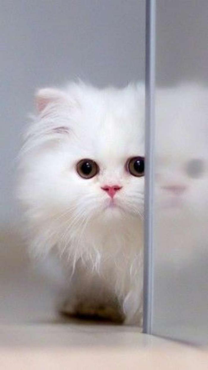 chat-persan-représentanr-blanc-de-la-grande-famille-chats-persans
