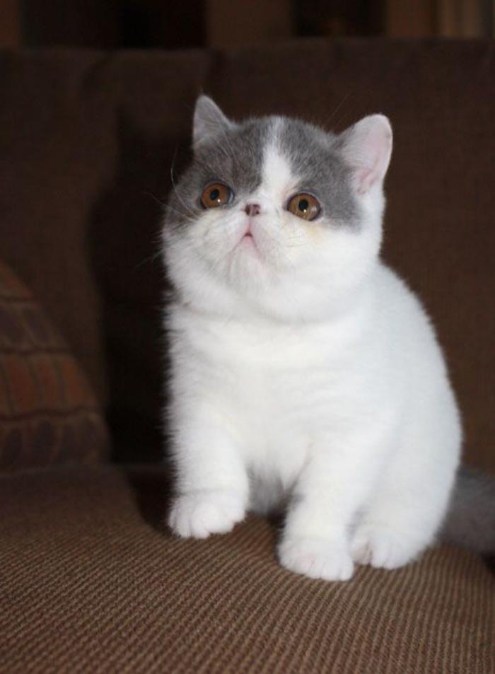 chat-persan-à-poil-court-blanc-et-gris