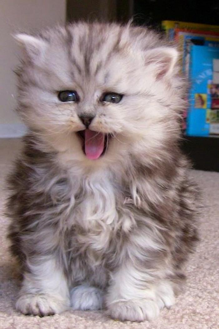 chat-persan-à-un-poil-extra-long-très-mignon