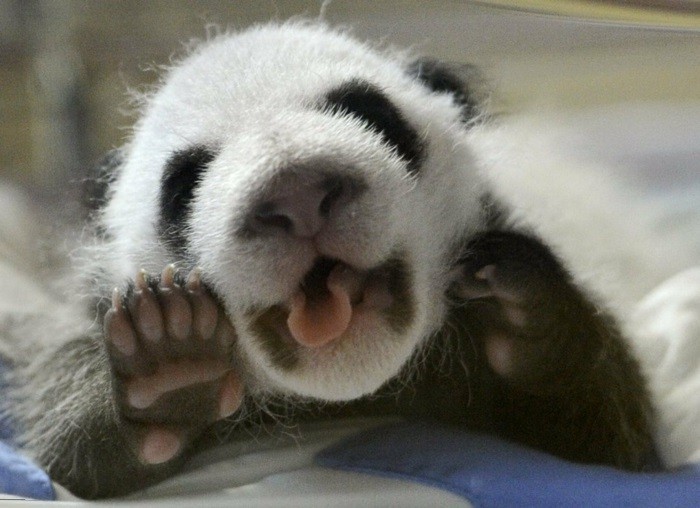 chouette-image-une-photo-de-panda-géant-adorable