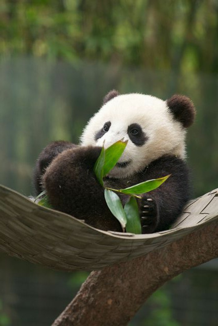 chouette-photo-panda-géant-adorable-cool-panda