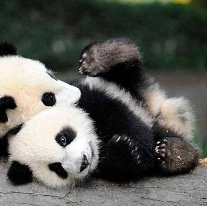 chouette-photo-panda-géant-adorable-deux