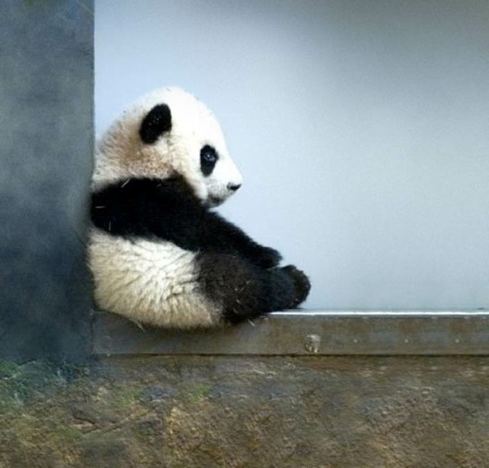 chouette-photo-panda-géant-adorable-en-angle