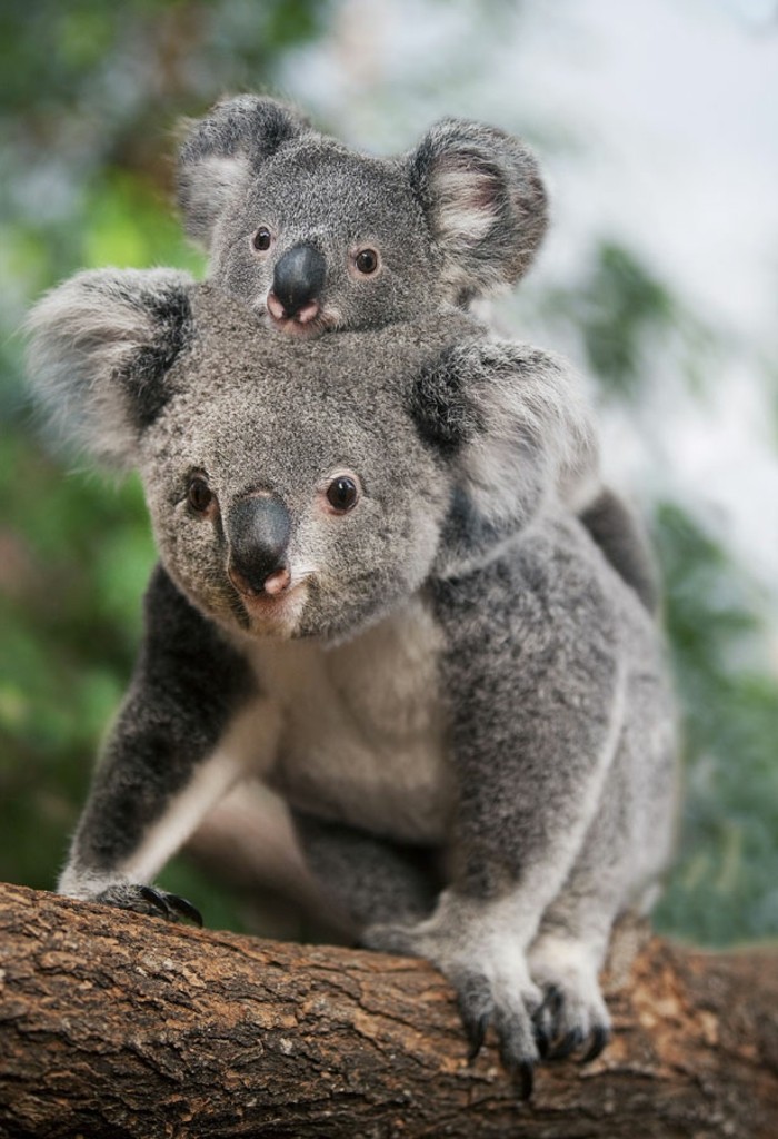 cool-koala-d-australie-nourriture-koala-1-que-mange-un-koala-bébé-koala
