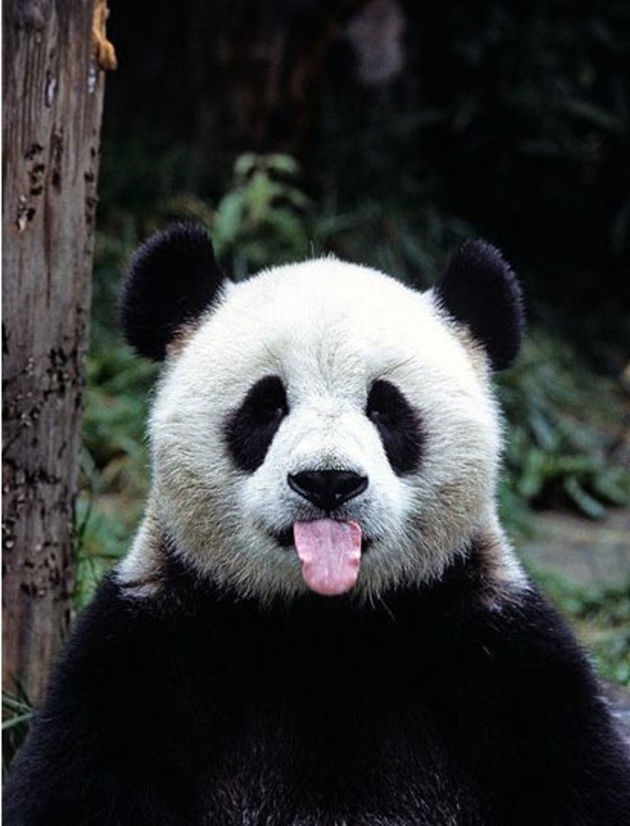 du-panda-roux-ou-panda-noir-et-blanc-1-chambre-bébé-panda-voir