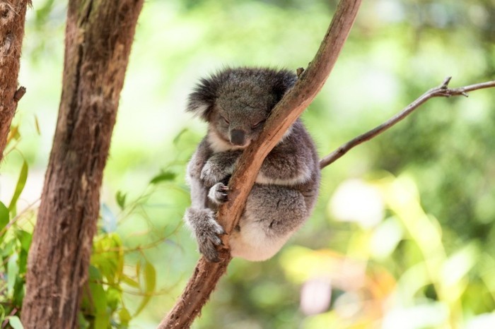 eucalyptus-koala-beauté-les-koalas-famille-oursons