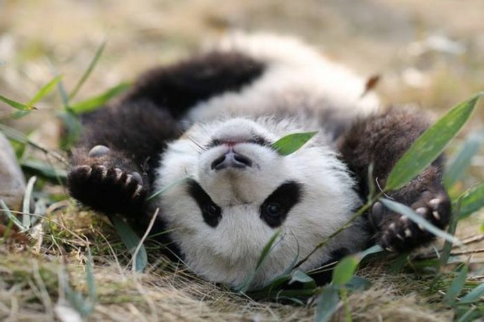 image-mignonne-de-panda-en-france-1-chambre-bébé-panda