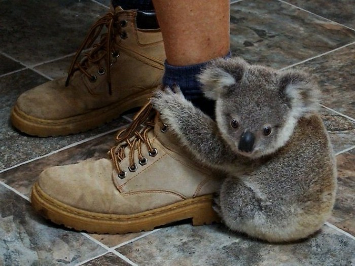 koala-eucalyptus-nourriture-du-koala-1-koala-bébé-les-koala-image-mignon