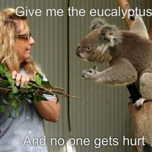 Les meilleures photos et vidéos de bébé koala!