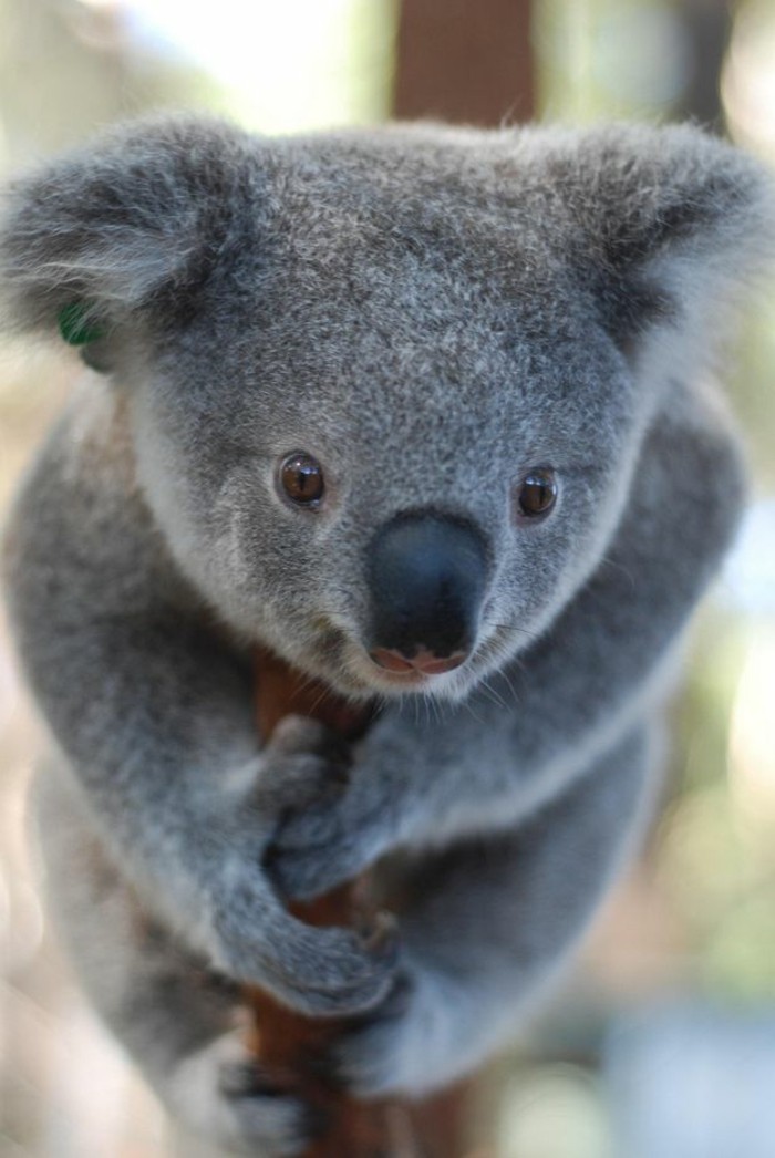 koala-eucalyptus-nourriture-du-koala-bébé