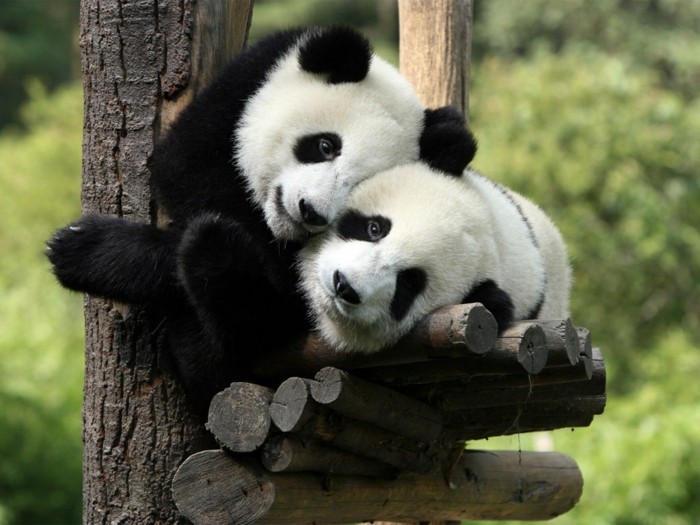 la-beauté-de-panda-animal-sauvage-cool-adorable