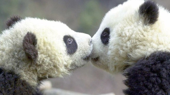 la-beauté-de-panda-animal-sauvage-cool