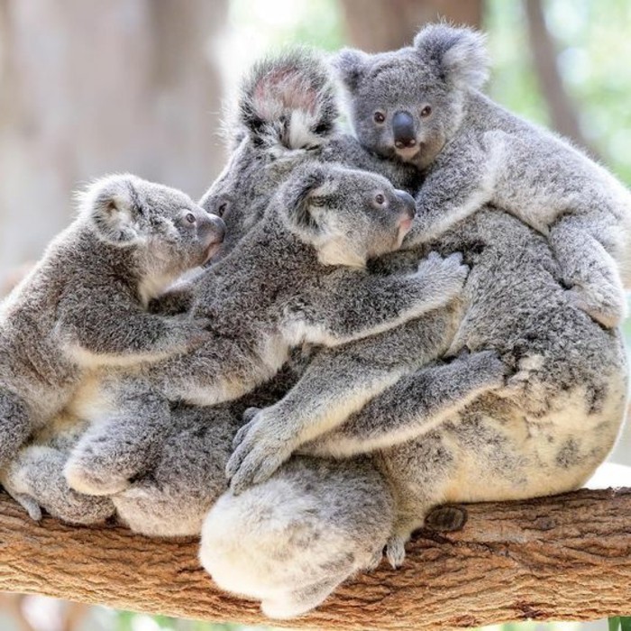 la-koala-australie-nature-beauté-des-animaux-quelques