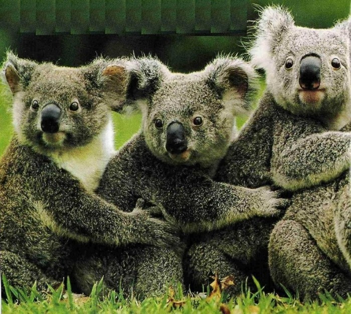 la-koala-australie-nature-beauté-des-animaux-trois-amis