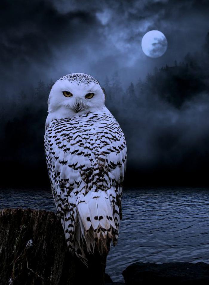 la-pleine-lune-oiseau-de-nuit-plumage-argenté