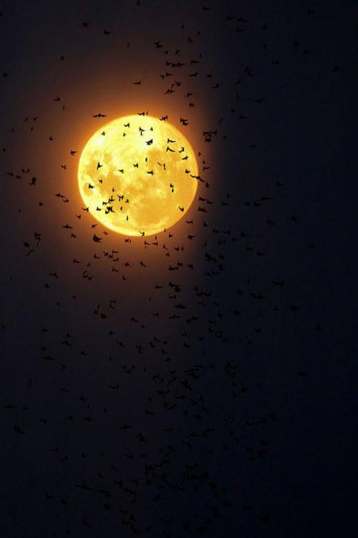 la-pleine-lune-oiseaux-volants-sous-la-lueur-de-la-lune