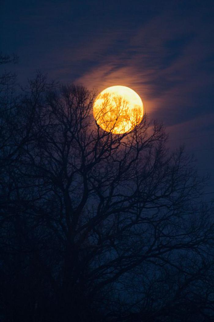 la-pleine-lune-paysage-mystérieux-la-lune-et-les-silhouettes-des-arbres