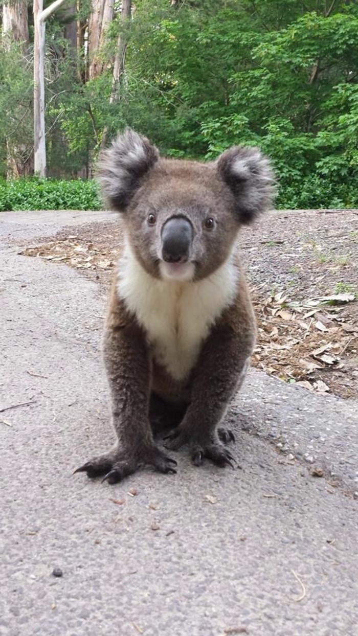 le-mignon-image-femelle-koala-image-jolie-photo-de-koala-nourriture-bébé-animaux