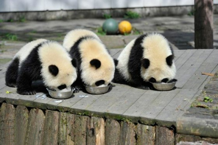 le-panda-géant-mignon-les-pandas-géants-mangant