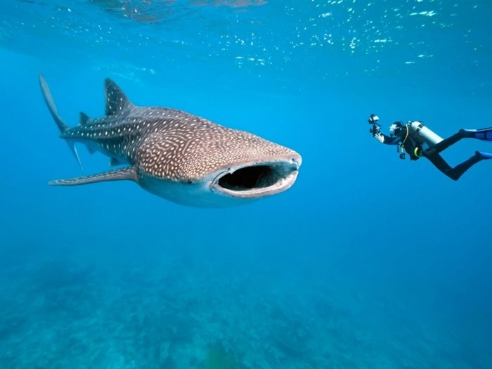 liste-de-choses-à-faire-avant-de-mourir-nager-avec-des-requins-dans-les-Maldives