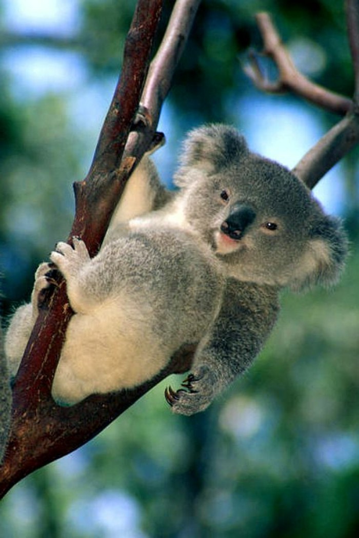 merveilleuse-photo-que-mange-les-koala-bébé-les-koala-image-mignon
