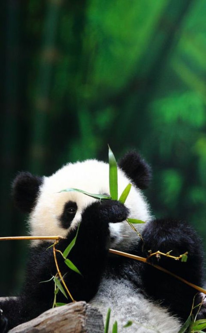 nom-du-bébé-panda-image-jolie-d-animal-amour