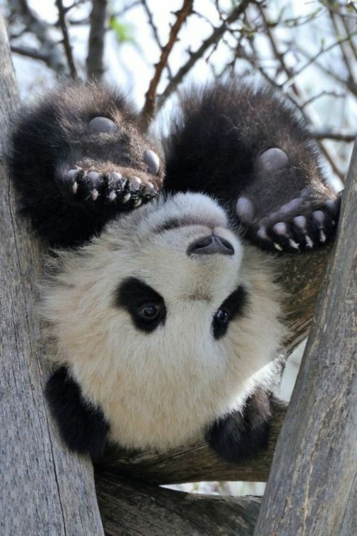 nom-du-bébé-panda-image-jolie-d-animal-cool