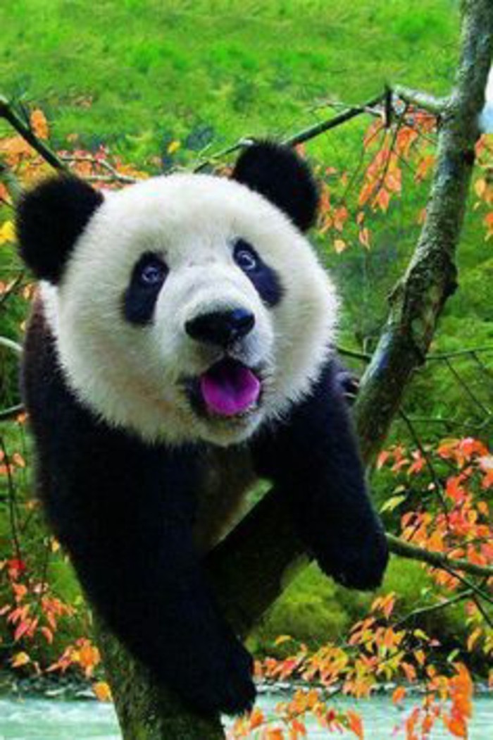 nom-du-bébé-panda-image-jolie-d-animal-vert