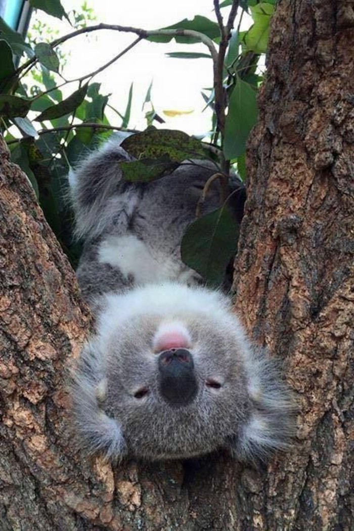 ou-vit-le-koala-image-chouette-animaux-arbre
