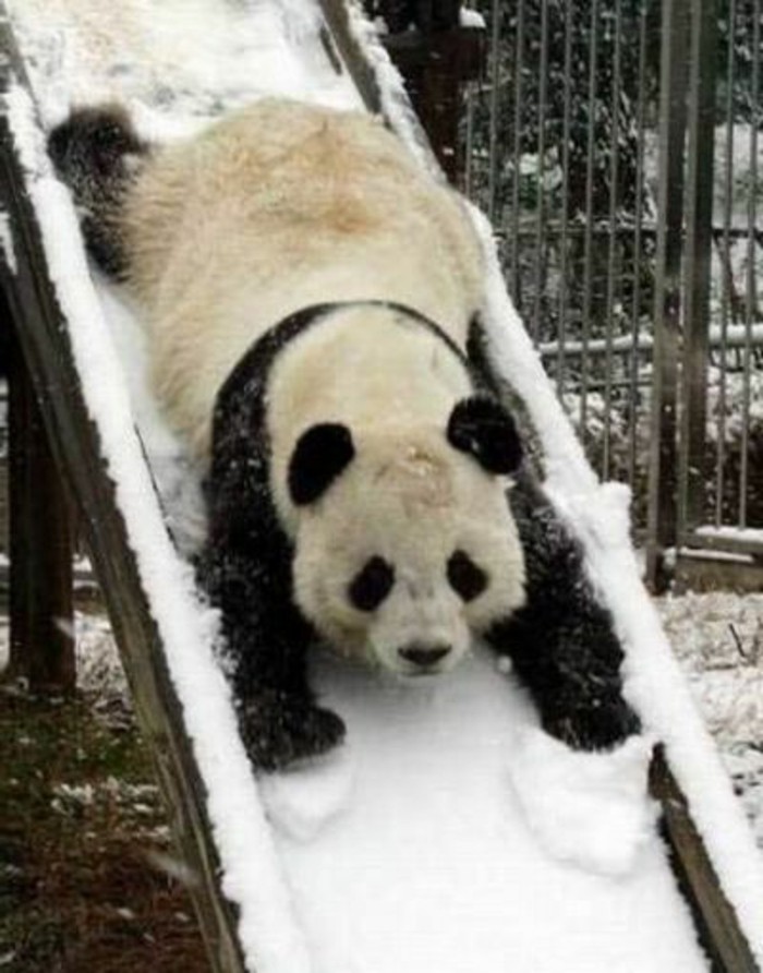 panda-bébé-animaux-mignons-on-aime-trop-cool