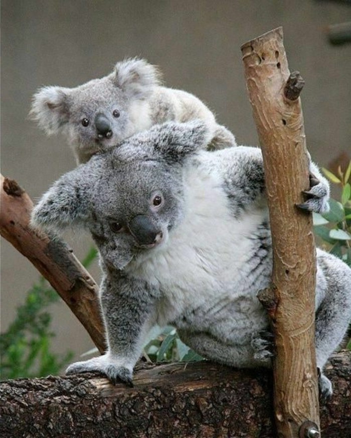 photo-de-koala-nourriture-bébé-animaux-cool