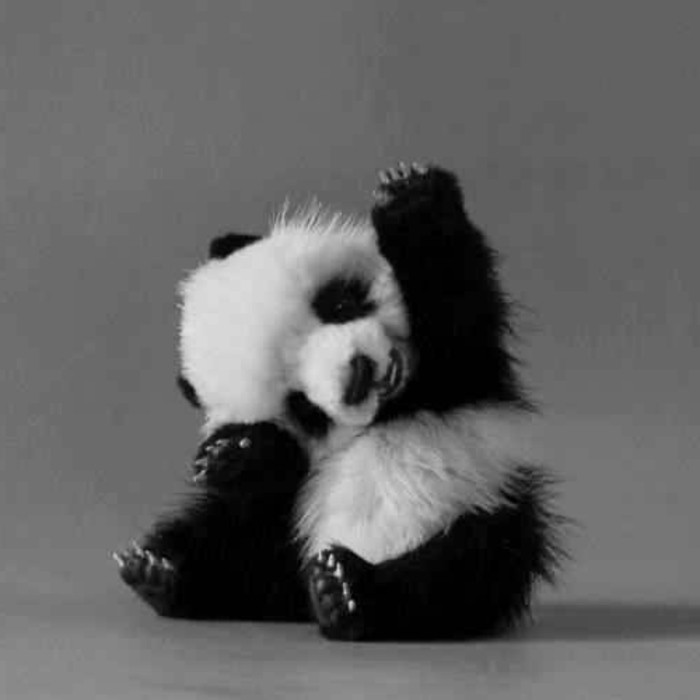 Le Bebe Panda Pouvez Vous Choisir Le Plus Mignon Archzine Fr
